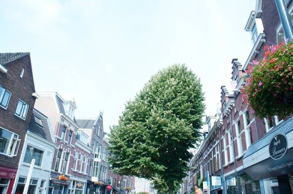 For rent: Flat Burgemeester Reigerstraat 40 BS in Utrecht